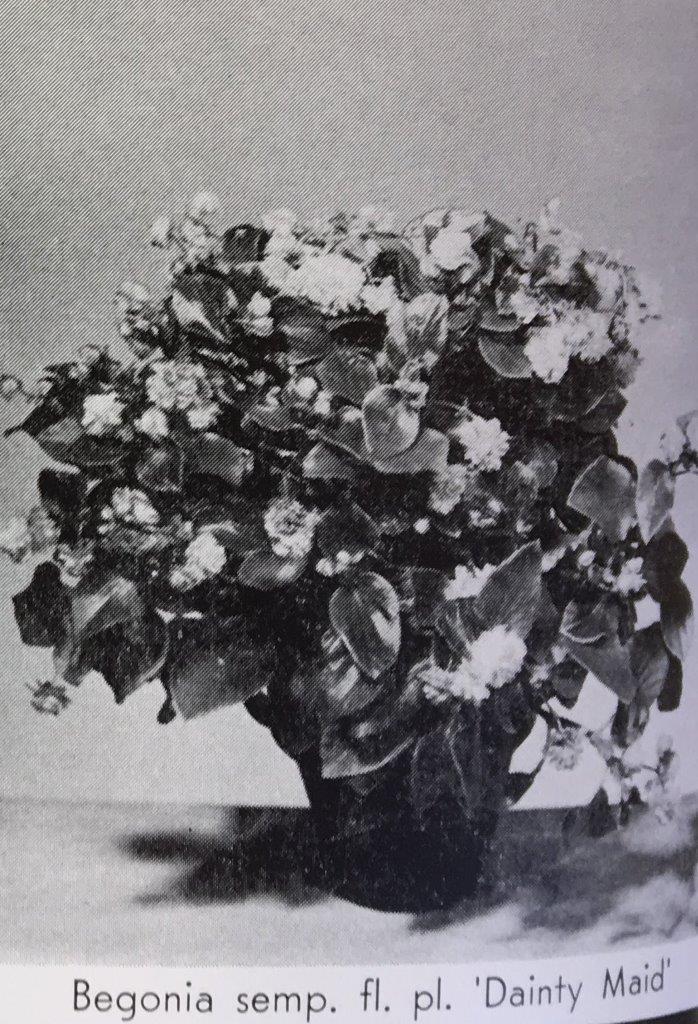 B. ‘Dainty Maid’